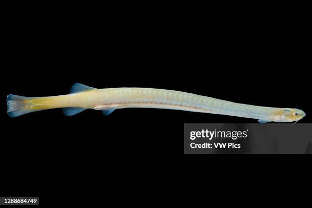 Sampiro Fish 46 Vampire Fish Stock Photos, High-Res Pictures, and Images - Getty Images