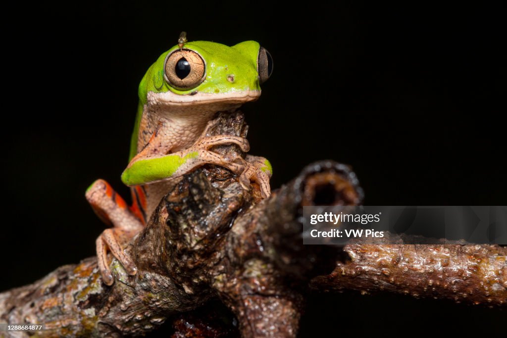 Northern orange-legged leaf frog or tiger-legged monkey frog (Pithecopus hypochondrialis) in the family Phyllomedusidae found in South America.
