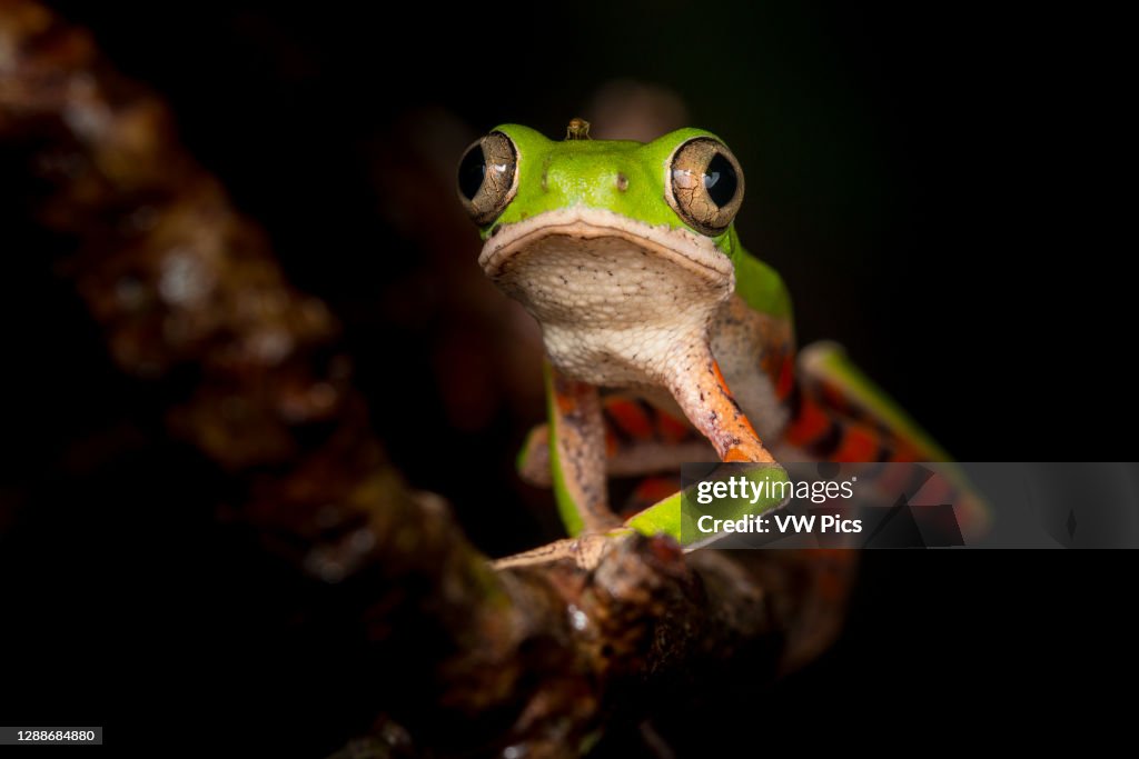 Northern orange-legged leaf frog or tiger-legged monkey frog (Pithecopus hypochondrialis) in the family Phyllomedusidae found in South America.