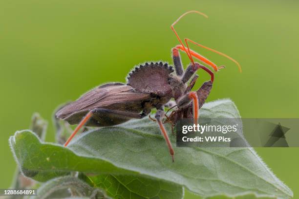 Assassin Bug Predatory Insect Assassin Insect Photos and Premium High Res Pictures - Getty Images