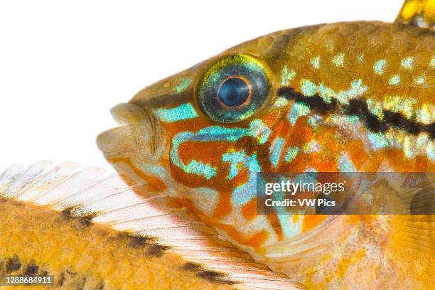 Apistogramma alacrina is a species of fish in the Cichlidae family of the order Perciformes.