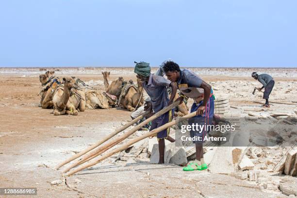 Afar salt miners breaking up salt crust into slabs at salt mine in salt flat in front of camels, Danakil depression, Ethiopia, Africa.