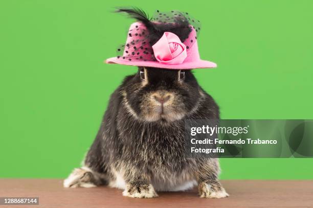 4,362 Funny Rabbit Photos and Premium High Res Pictures - Getty Images 4,362 Funny Rabbit Photos and Premium High Res Pictures - Getty Images