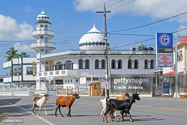 Goats crossing street in front of mosque New Amsterdam Central Jama Masjid, East Berbice-Corentyne Region, Guyana, South America.