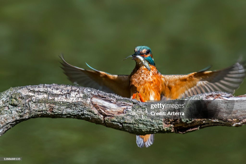 Common kingfisher female with caught stickleback fish in beak landing on branch over water of pond.