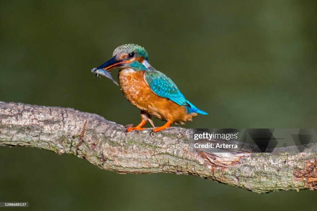 Common kingfisher female with caught ninespine stickleback fish in beak perched on branch over water of pond.