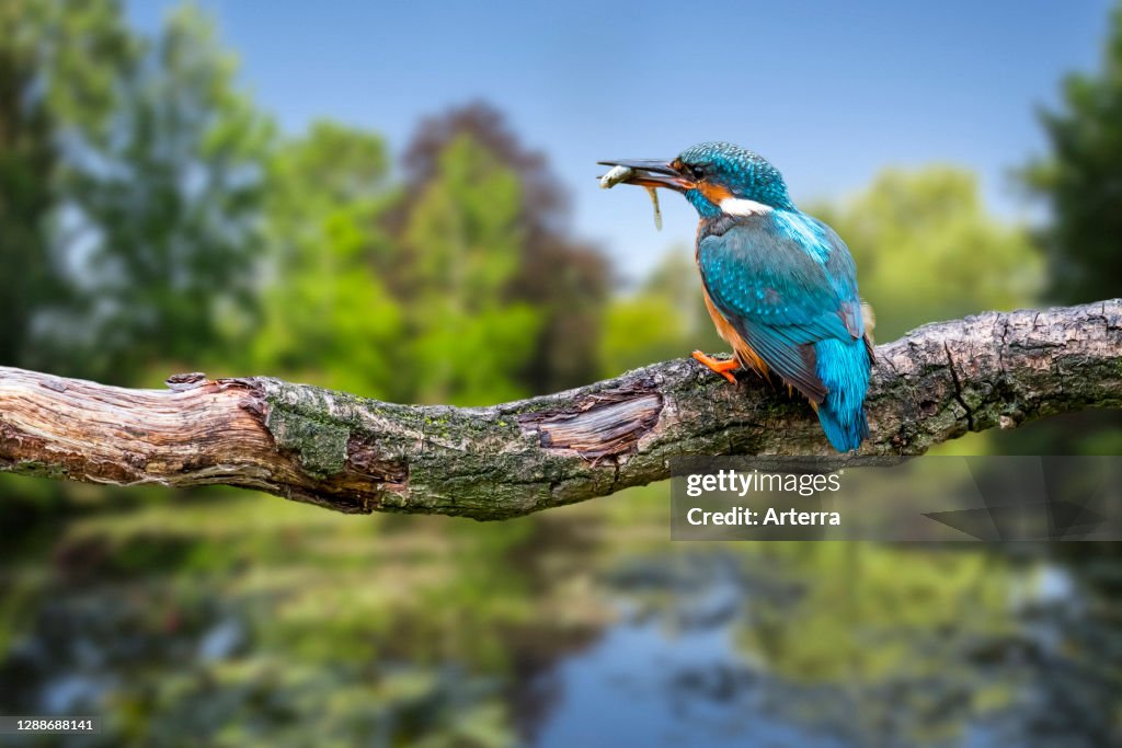 Common kingfisher female with caught ninespine stickleback fish in beak perched on branch over water of pond.