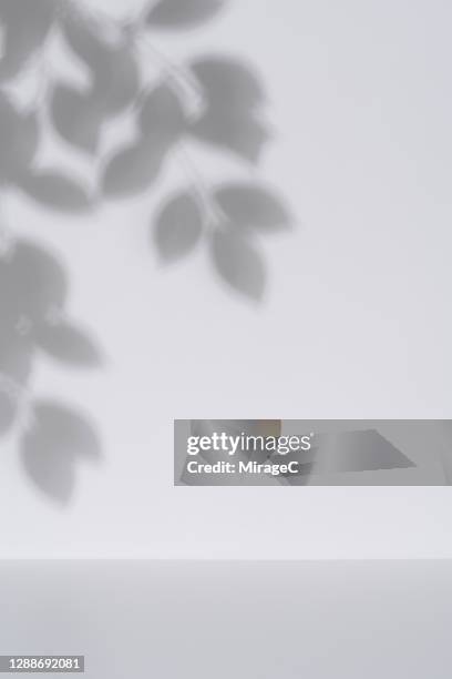 elm tree leaves shadow on white wall backdrop - 陰 ストックフォトと画像