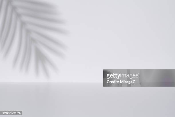 palm leaf shadow on white wall backdrop - ombra foto e immagini stock