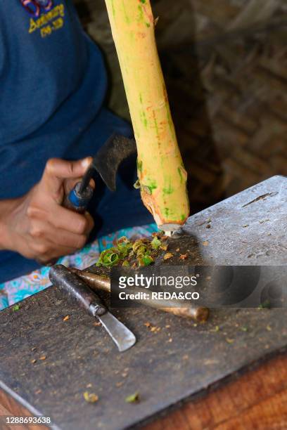 Farmer preparing cinnamon rolls on Cinnamon Island, a stop during the boat trip along the Bentota River near Aluthgama, Sri Lanka, Asia.