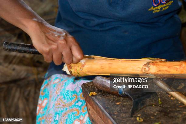 Farmer preparing cinnamon rolls on Cinnamon Island, a stop during the boat trip along the Bentota River near Aluthgama, Sri Lanka, Asia.