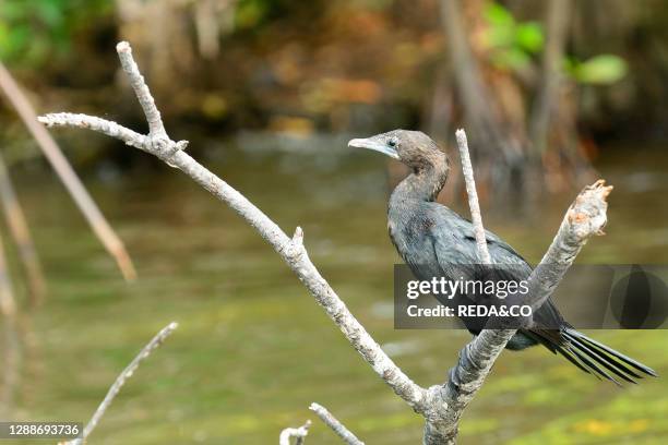 Indian Cormorant seen during a boat trip along the Bentota River near Aluthgama, Sri Lanka, Asia.