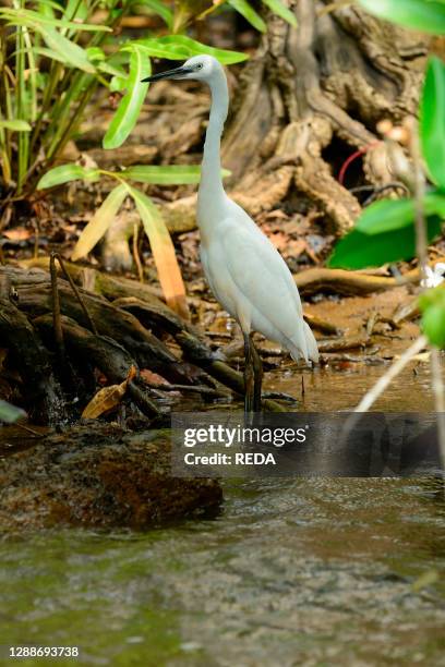 White Heron seen during a boat trip along the Bentota River near Aluthgama, Sri Lanka, Asia.