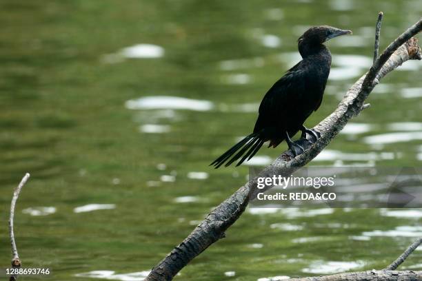 Indian Cormorant seen during a boat trip along the Bentota River near Aluthgama, Sri Lanka, Asia.