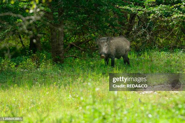 The wild boar , also known as the 'wild swine', 'common wild pig'.Yala National Park is the most visited and second largest national park in Sri...