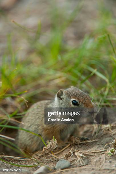 Baby Uinta ground squirrel at its burrow in the Grand Teton National Park, Wyoming, United States.