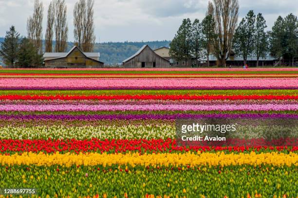 View of tulip fields in springtime in the Skagit Valley near Mount Vernon, Washington State, USA with a barns in the background.