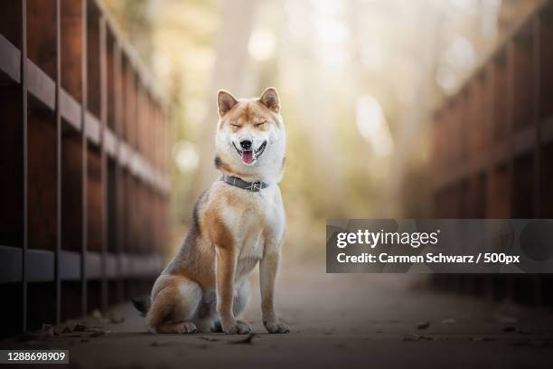 873点の秋田犬のストックフォト Getty Images 873点の秋田犬のストックフォト Getty Images