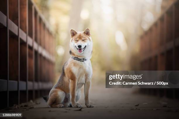 portrait of akita - purebred shiba inu sitting on footpath - akita inu stock pictures, royalty-free photos & images