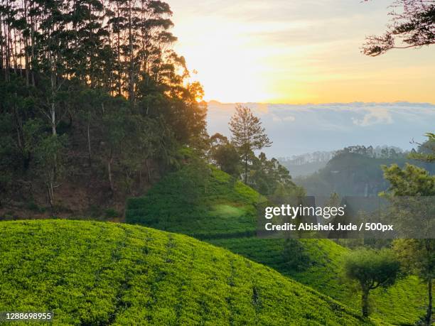 scenic view of trees against sky during sunset,sri lanka - sri lanka and tea plantation photos et images de collection