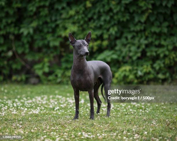 portrait of deer standing on field,russia - sans poils photos et images de collection