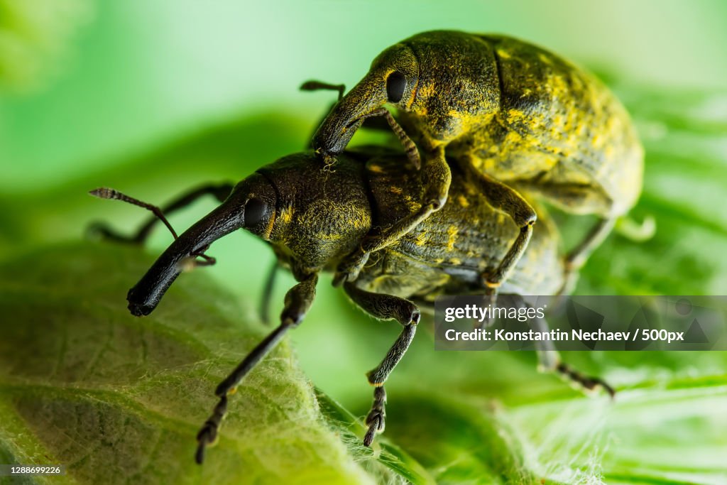 Close-up of insect on leaf