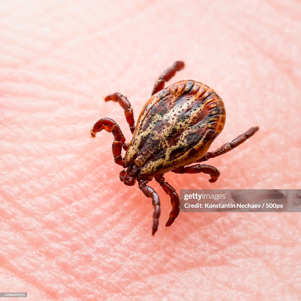 Close-up of insect on pink surface