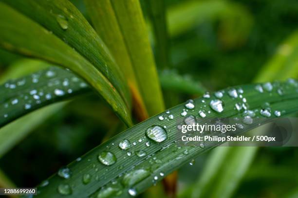 close-up of raindrops on leaf,germany - blatt grün stockfoto's en -beelden