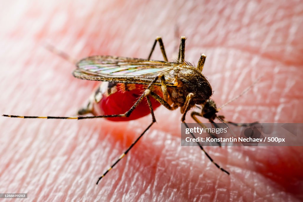 Close-up of insect on red fabric