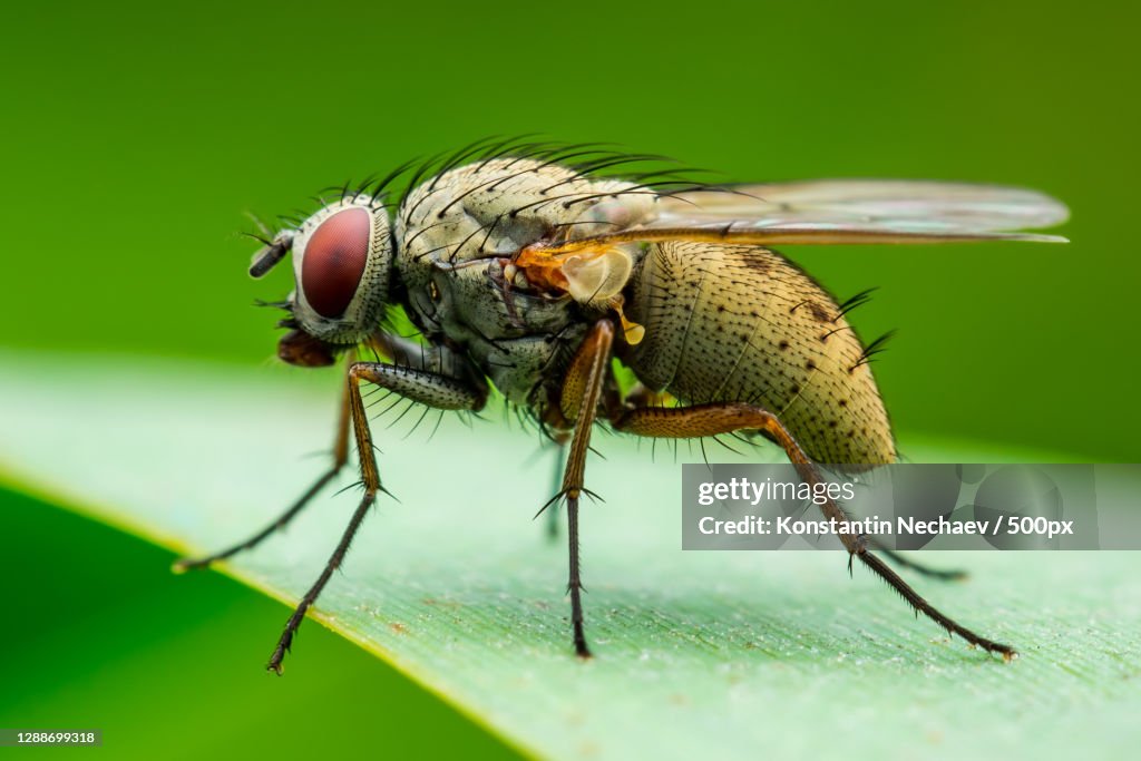 Close-up of fly on leaf