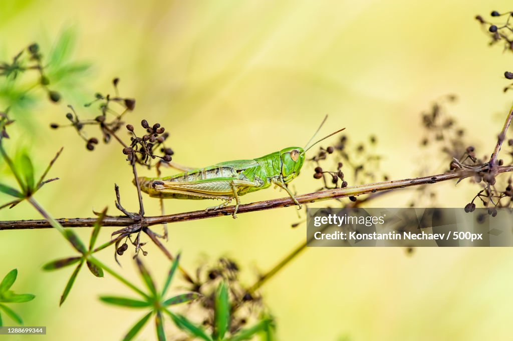 Close-up of insect on plant