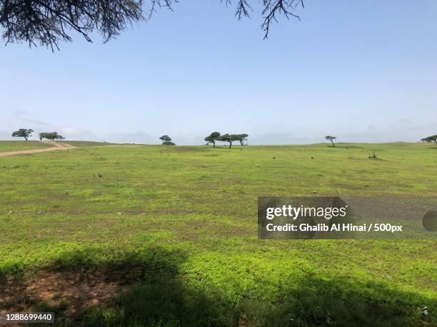 scenic view of field against clear sky,dhofar,oman - dhofar stock pictures, royalty-free photos & images