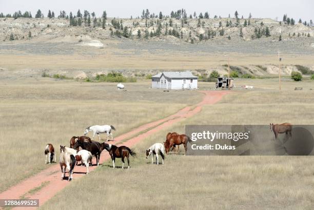 Montana, Northern Cheyenne Indian Reservation, home and horses.