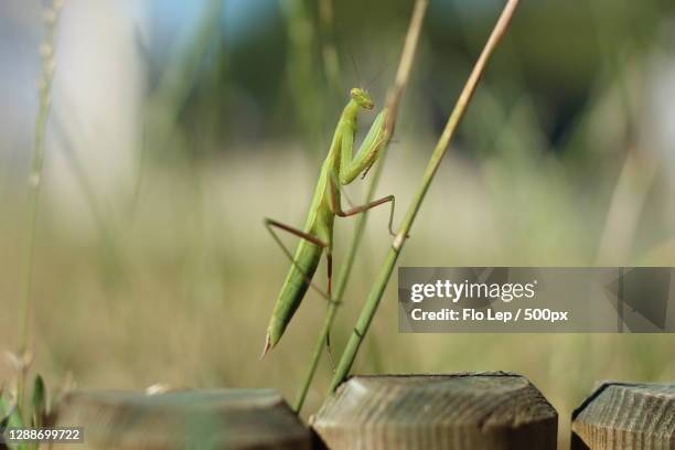 Prying Insect Praying Mantis Habitat Photos and Premium High Res Pictures - Getty Images