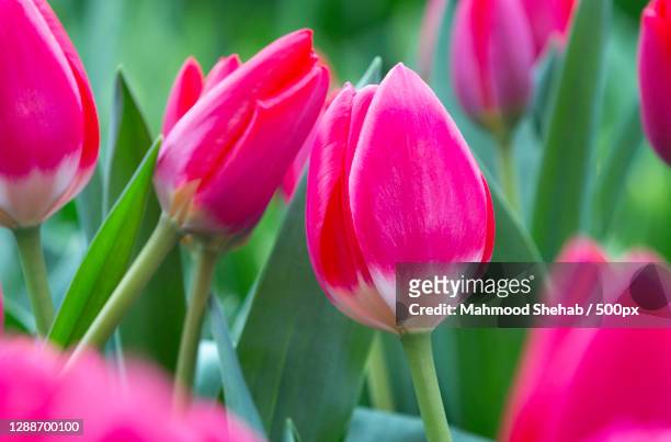 close-up of pink tulips,amsterdam,netherlands - tulips amsterdam stock pictures, royalty-free photos & images
