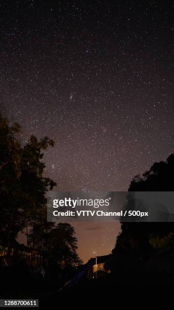 low angle view of silhouette of trees against star field at night - vttv stock pictures, royalty-free photos & images
