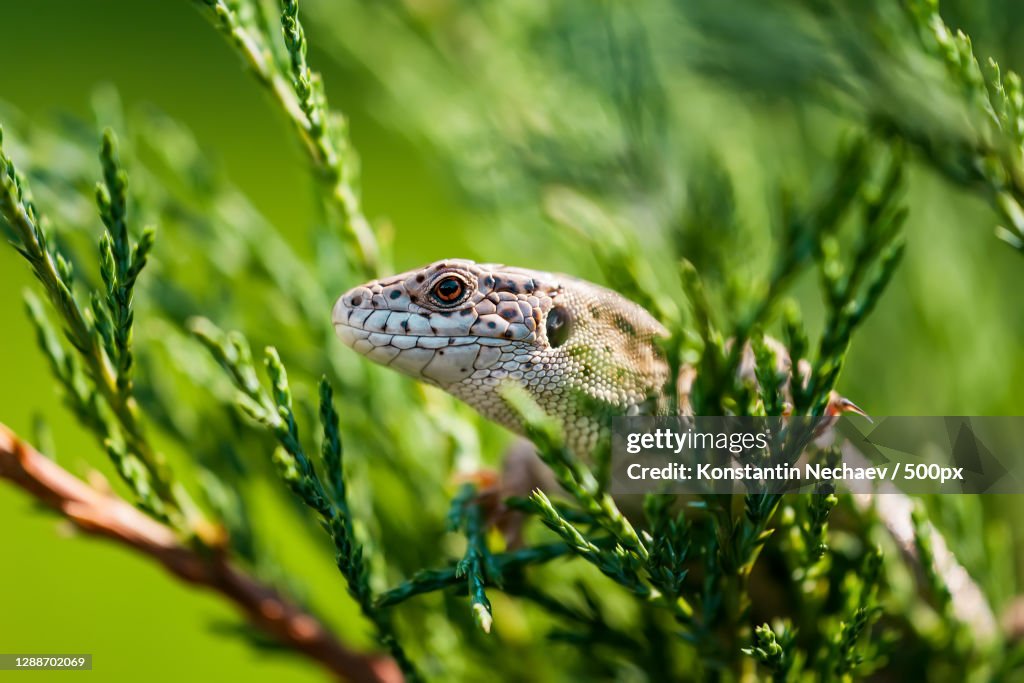 Close-up of snake on plant
