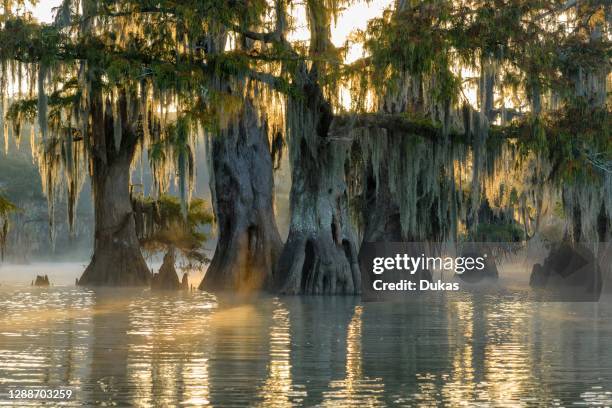 Louisiana, Jefferson Parish,St.Martinville, Lake Fausse.