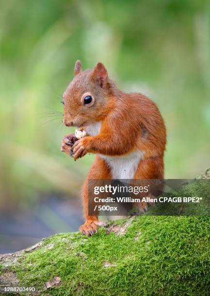 close-up of squirrel on rock,ireland - キタリス ストックフォトと画像