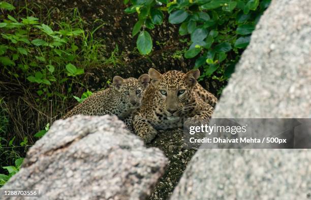 close-up of rock on rock,jawai bandh,rajasthan,india - leopard cub stock pictures, royalty-free photos & images