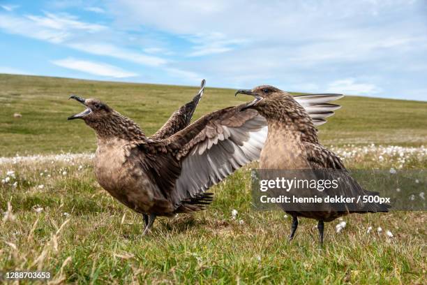 close-up of birds perching on field against sky - skuas stock pictures, royalty-free photos & images