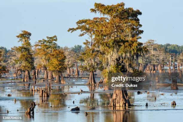 Louisiana, St.Martins Parish, Breaux Bridge, Atchafalaya Basin, Cypress swamp.