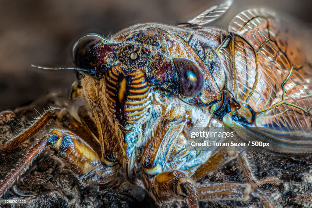 Close-up of crab on rock