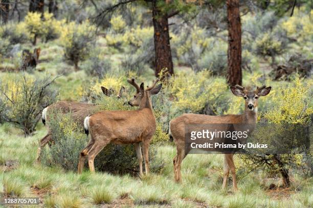 Pacific Northwest, Oregon, central, Bend, Rancho las hierbas, Mule deer buck.
