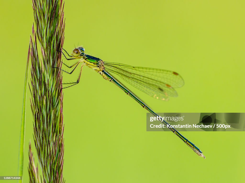 Close-up of dragonfly on plant stem