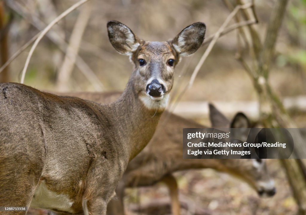 Whitetail Deer In Woods In Pennsylvania"n