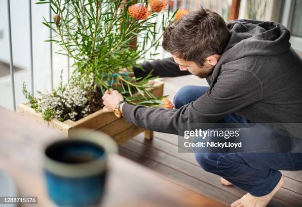 plucking flower from plant - ordem de ficar em casa imagens e fotografias de stock