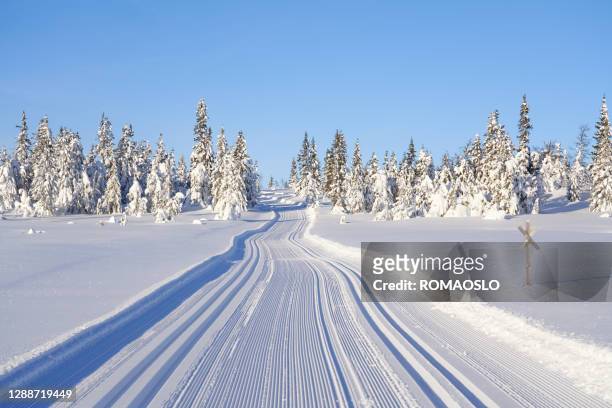 ski tracks in the mountains, synnfjell oppland county norway - norway spruce stock pictures, royalty-free photos & images