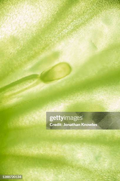 close up cucumber slice - cucumber stock pictures, royalty-free photos & images