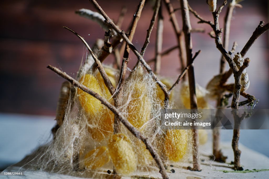 Silkworm and yellow silk cocoons placed around branches with dark background